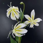 Lis de Malabar : belle floraison pour les amateurs de plantes