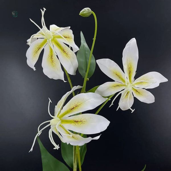 Lis de Malabar : belle floraison pour les amateurs de plantes