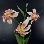 Variété colorée de Lis de Malabar en vente