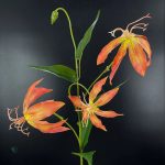 Lis de Malabar, un choix parfait pour embellir votre intérieur