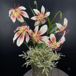 Lis de Malabar, une plante incontournable pour les collectionneurs