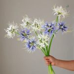 Lycoris - produit spécial Cyber Monday