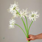 Lycoris en promotion pour le Cyber Monday