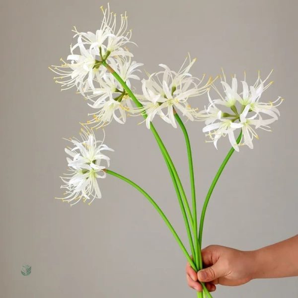 Lycoris en promotion pour le Cyber Monday