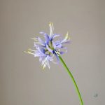 Lycoris - offre exceptionnelle pour les acheteurs