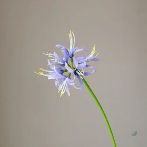 Lycoris - offre exceptionnelle pour les acheteurs