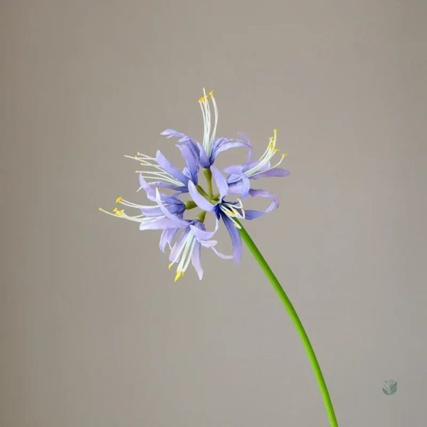 Lycoris - offre exceptionnelle pour les acheteurs