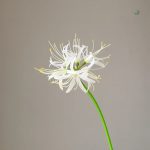Lycoris - nouvelle collection pour Cyber Monday