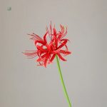 Lycoris - design élégant en vente limitée