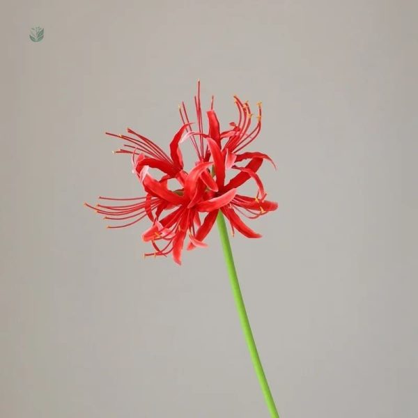 Lycoris - design élégant en vente limitée