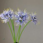 Lycoris - réduction spéciale pour le Cyber Monday