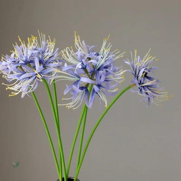 Lycoris - réduction spéciale pour le Cyber Monday