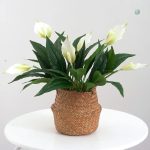 Fleurs de lys symbolisant la paix et la sérénité