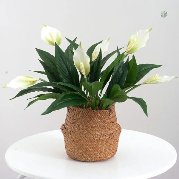 Fleurs de lys symbolisant la paix et la sérénité