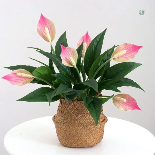 Lys de la Paix, un cadeau idéal pour les fêtes