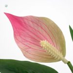 Fleurs de lys, décorations raffinées pour votre maison