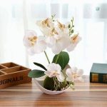 Petite orchidée, parfait ajout pour la décoration intérieure