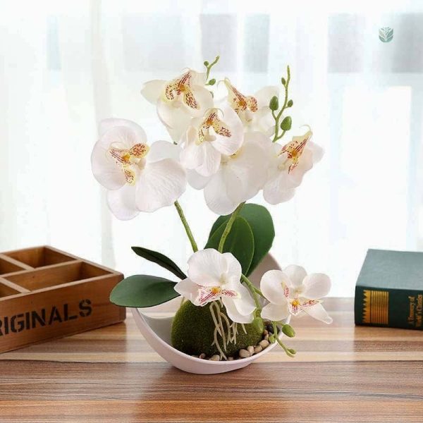 Petite orchidée, parfait ajout pour la décoration intérieure