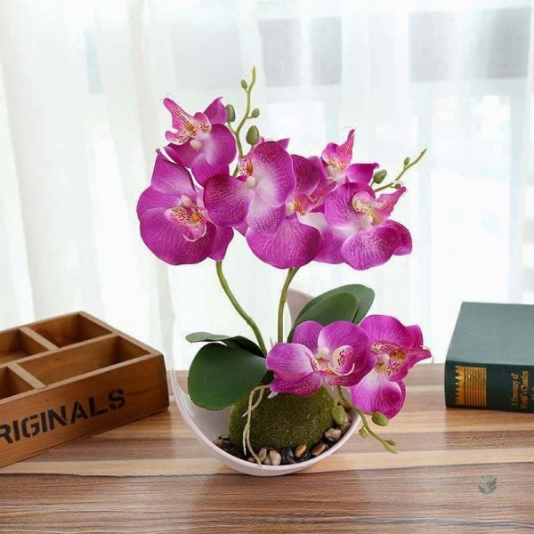 Orchidée mini, idéal pour embellir un bureau