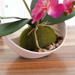 Miniature orchidée, choix parfait pour un cadeau