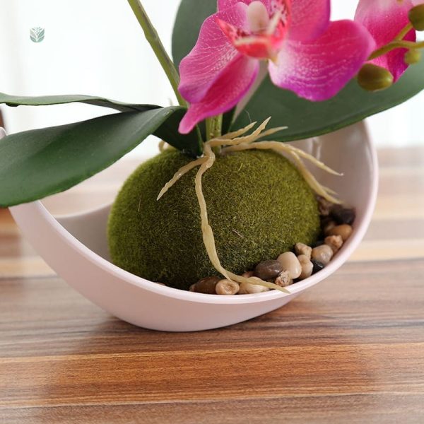 Miniature orchidée, choix parfait pour un cadeau