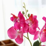 Orchidée décorative, style moderne et esthétique raffinée