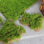 Mousse décorative pour haies et jardins artificiels