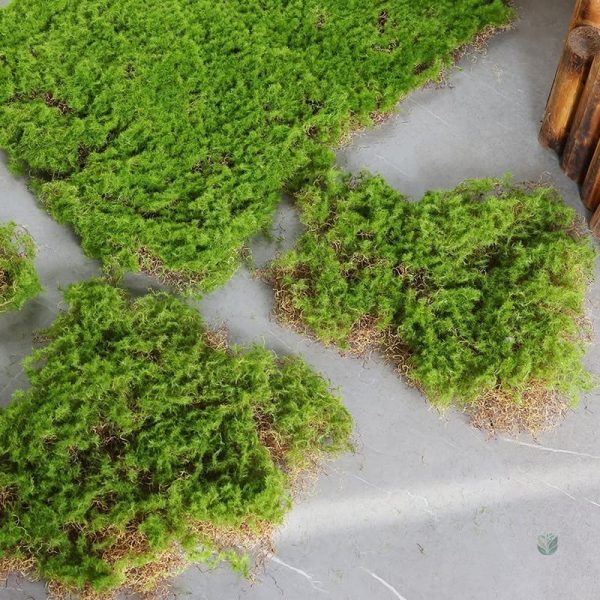 Mousse décorative pour haies et jardins artificiels