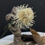 Fleurs Nutan - Idéal pour événements et occasions spéciales