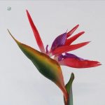 Oiseau de Paradis Artificiel pour une ambiance tropicale