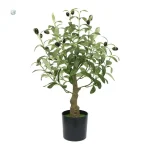 Olivier en pot, grande plante décorative pour maison