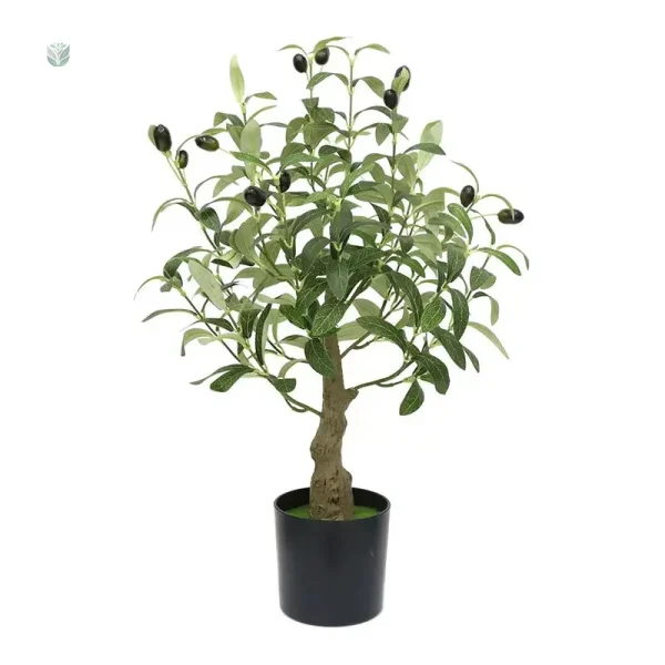Olivier en pot, grande plante décorative pour maison