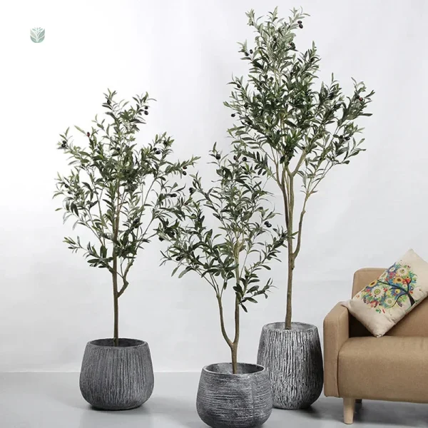 Plante d'intérieur : Olivier en pot de 1m20, style moderne