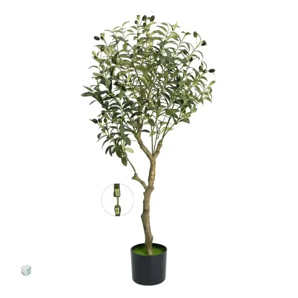 Olivier en pot de 1m20, parfaite pour un décor élégant