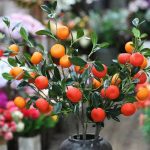 Branche d'oranger synthétique idéale pour la décoration maison