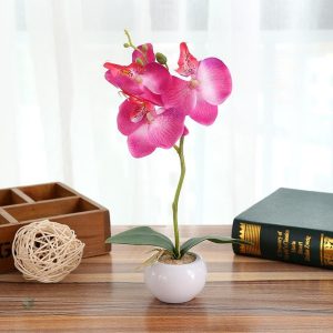 Plante d'ornement orchidée en pot