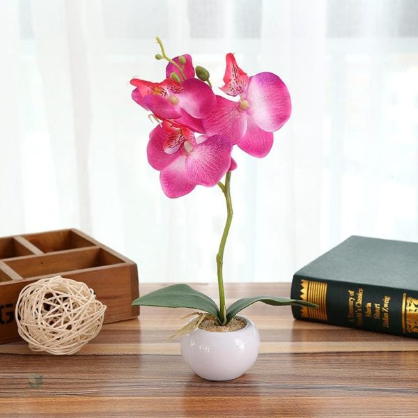 Plante d'ornement orchidée en pot