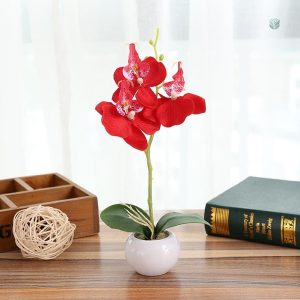 Orchidée en pot pour décoration intérieure