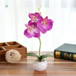 Orchidée en pot, touche de verdure durable