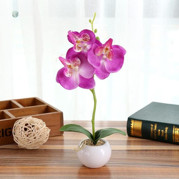 Orchidée en pot, touche de verdure durable
