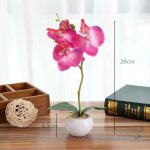 Orchidée décorative en pot, entretien facile