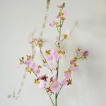 Orchidée Cambria, ajout coloré pour votre intérieur