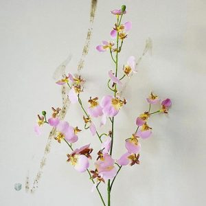 Orchidée Cambria, ajout coloré pour votre intérieur