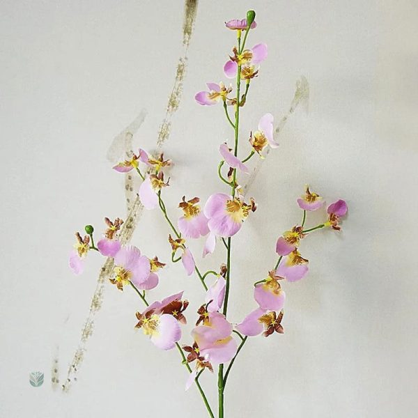 Orchidée Cambria, ajout coloré pour votre intérieur