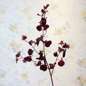 Plante d'ornement Cambria, parfaite pour embellir un espace