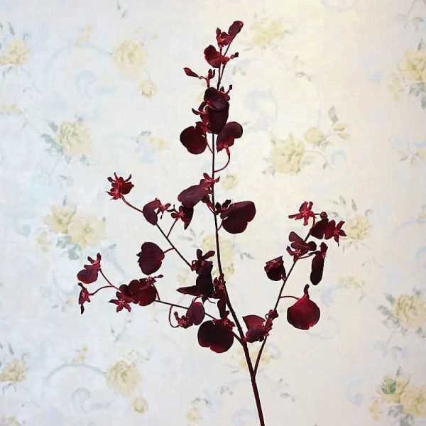 Plante d'ornement Cambria, parfaite pour embellir un espace