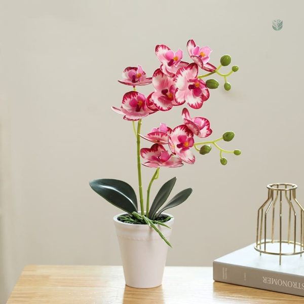 Orchidée décorative Papillon, parfaite pour embellir un espace