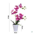Orchidée Papillon en arrangement floral moderne et élégant