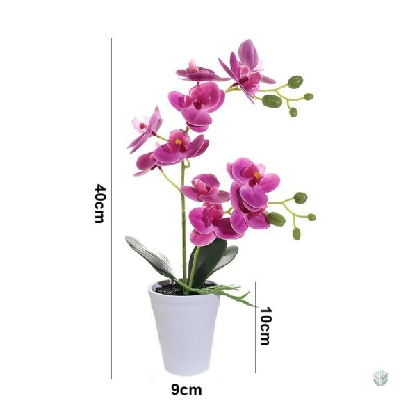 Orchidée Papillon en arrangement floral moderne et élégant