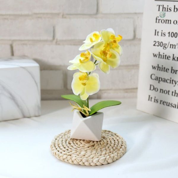 Orchidée Phalaenopsis élégante pour décoration intérieure